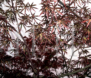 Picture of Acer palmatum (Matsumurae Group) 'Cagel #0'