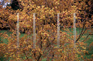 Picture of Acer palmatum 'Calico'