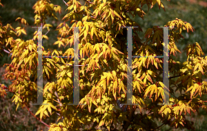 Picture of Acer palmatum 'Calico'