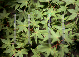 Picture of Acer palmatum 'Calico'