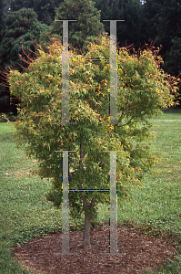 Picture of Acer palmatum 'Calico'