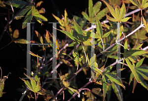 Picture of Acer palmatum 'Carlis Corner (Carlis Corner Broom)'