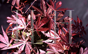 Picture of Acer palmatum 'Carlis Corner (Carlis Corner Broom)'