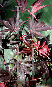 Picture of Acer palmatum 'Carlis Corner (Carlis Corner Broom)'