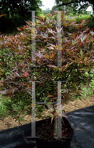 Picture of Acer palmatum 'Carlis Corner (Carlis Corner Broom)'