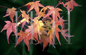 Picture of Acer palmatum 'Caperci Dwarf (Capersi Dwarf)'