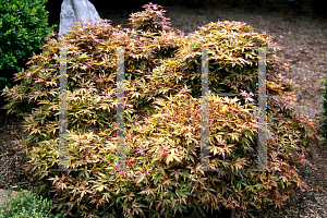 Picture of Acer palmatum 'Carlis Corner (Carlis Corner Broom)'