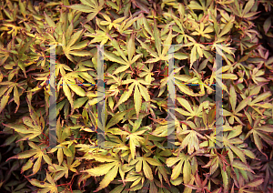 Picture of Acer palmatum 'Carlis Corner (Carlis Corner Broom)'