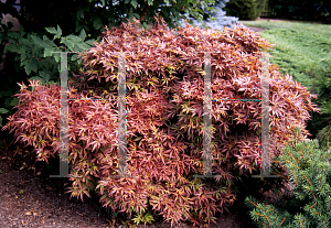 Picture of Acer palmatum 'Carlis Corner (Carlis Corner Broom)'