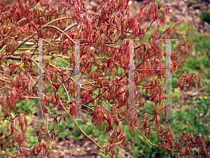 Picture of Acer palmatum (Dissectum Group) 'Chantilly Lace'