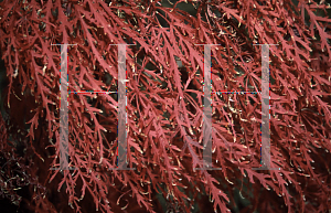 Picture of Acer palmatum (Dissectum Group) 'Chantilly Lace'