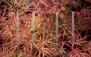 Picture of Acer palmatum (Dissectum Group) 'Chantilly Lace'