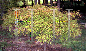 Picture of Acer palmatum (Dissectum Group) 'Chantilly Lace'