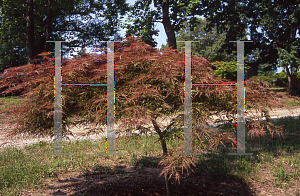 Picture of Acer palmatum (Dissectum Group) 'Chantilly Lace'