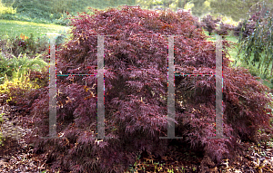 Picture of Acer palmatum (Dissectum Group) 'Chantilly Lace'