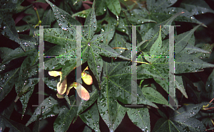 Picture of Acer palmatum (Amoenum Group) 'Tsukushi gata (Chukushigata)'