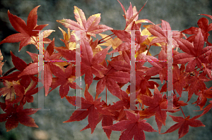 Picture of Acer palmatum 'Shin chishio'