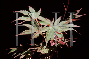 Picture of Acer palmatum (Matsumurae Group) 'Chitose yama'