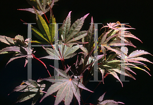 Picture of Acer palmatum (Matsumurae Group) 'Chitose yama'