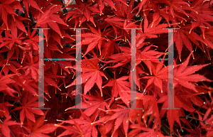 Picture of Acer palmatum (Matsumurae Group) 'Chitose yama'