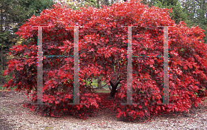 Picture of Acer palmatum (Matsumurae Group) 'Chitose yama'