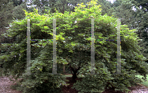 Picture of Acer palmatum (Matsumurae Group) 'Chitose yama'
