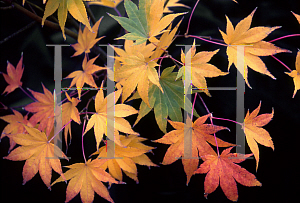 Picture of Acer palmatum (Amoenum Group) 'Chizome'