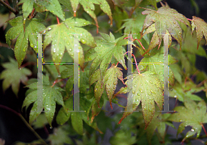 Picture of Acer palmatum (Amoenum Group) 'Chizome'