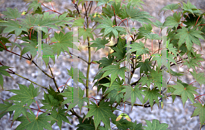 Picture of Acer palmatum (Amoenum Group) 'Chizome'