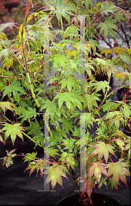 Picture of Acer palmatum (Amoenum Group) 'Chizome'