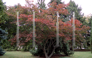 Picture of Acer palmatum (Amoenum Group) 'Tsukushi gata (Chukushigata)'