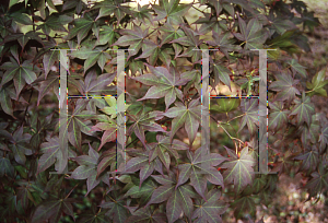 Picture of Acer palmatum (Amoenum Group) 'Tsukushi gata (Chukushigata)'