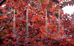 Picture of Acer palmatum (Amoenum Group) 'Tsukushi gata (Chukushigata)'