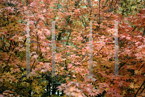 Picture of Acer palmatum 'Coonara Pygmy'