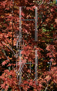 Picture of Acer palmatum 'Coonara Pygmy'