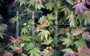 Picture of Acer palmatum 'Coonara Pygmy'