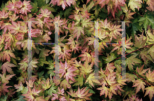 Picture of Acer palmatum 'Coonara Pygmy'