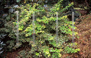 Picture of Acer palmatum 'Coonara Pygmy'