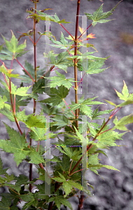 Picture of Acer palmatum 'Coral Pink'