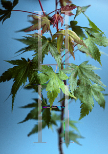 Picture of Acer palmatum 'Coral Pink'