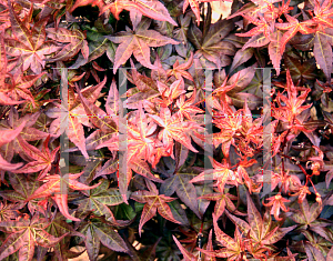 Picture of Acer palmatum 'Corallinum'