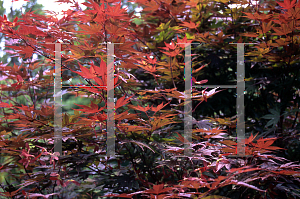 Picture of Acer palmatum 'Crimson Prince'