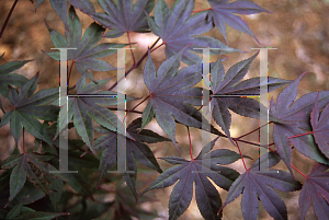 Picture of Acer palmatum 'Crimson Prince'