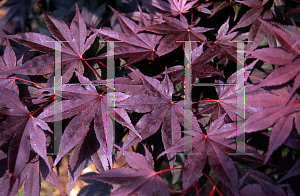Picture of Acer palmatum 'Crimson Prince'