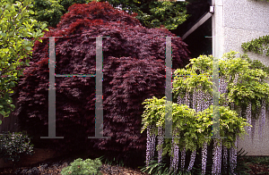 Picture of Acer palmatum (Dissectum Group) 'Crimson Queen'