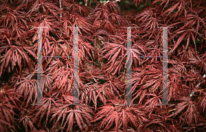 Picture of Acer palmatum (Dissectum Group) 'Crimson Queen'