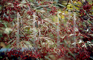 Picture of Acer palmatum (Dissectum Group) 'Crimson Queen'