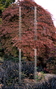 Picture of Acer palmatum (Dissectum Group) 'Crimson Queen'