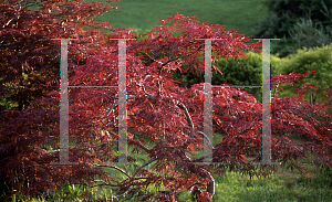 Picture of Acer palmatum (Dissectum Group) 'Crimson Queen'