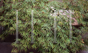 Picture of Acer palmatum (Dissectum Group) 'Crimson Queen'